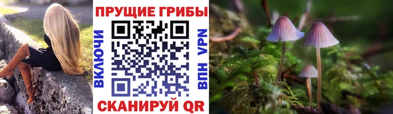 Купить где  Зеленодольск  Галлюциногенные грибы Cubensis 
